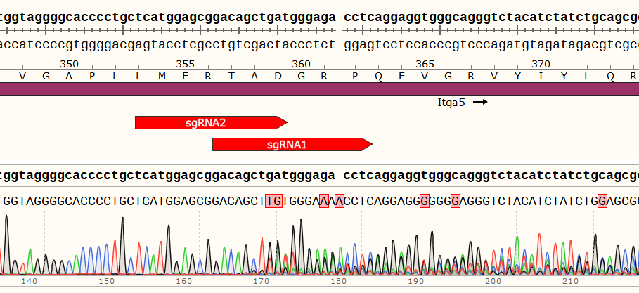 MC38-PB-Cas9细胞ITGA5基因敲除Sanger测序结果