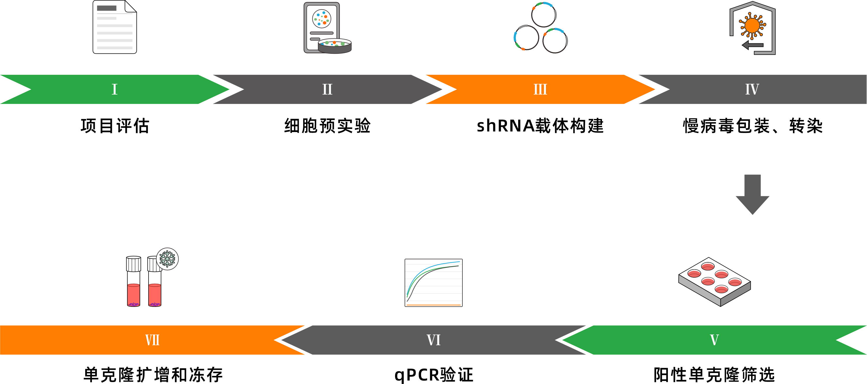 shRNA干扰细胞株服务流程